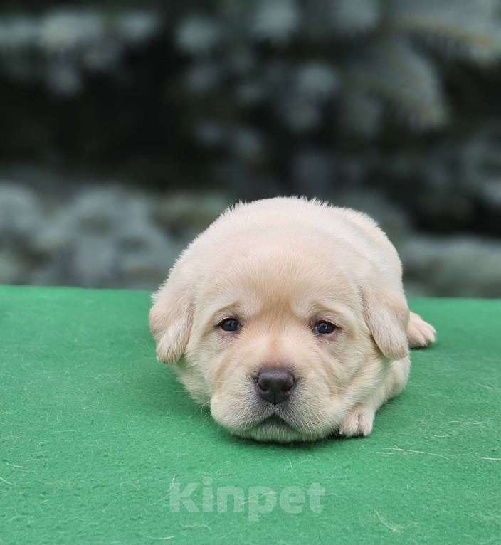 Собаки в Ижевске: Щенки лабрадора с чемпионской родословной Мальчик, 80 000 руб. - фото 3