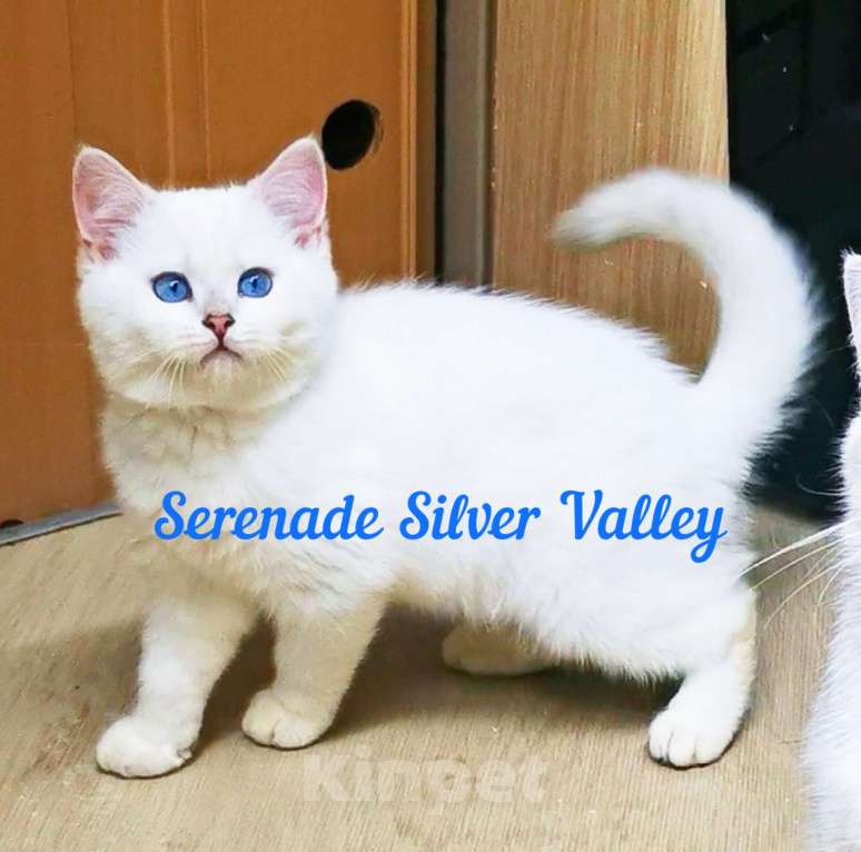 Кошки в Самаре: Котенок Персик голубоглазый Мальчик, 60 000 руб. - фото 2