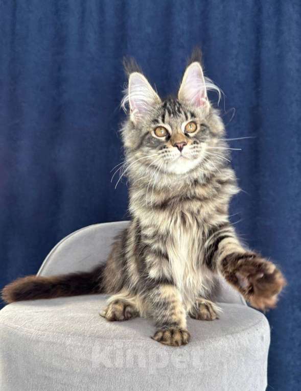 Кошки в Санкт-Петербурге: Девочка Мейн Кун Девочка, 60 000 руб. - фото 3