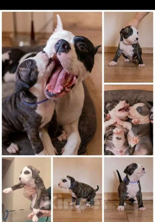 Собаки в Ивантеевке: Щенки от чемпионов Разнополые, 50 000 руб. - фото 1