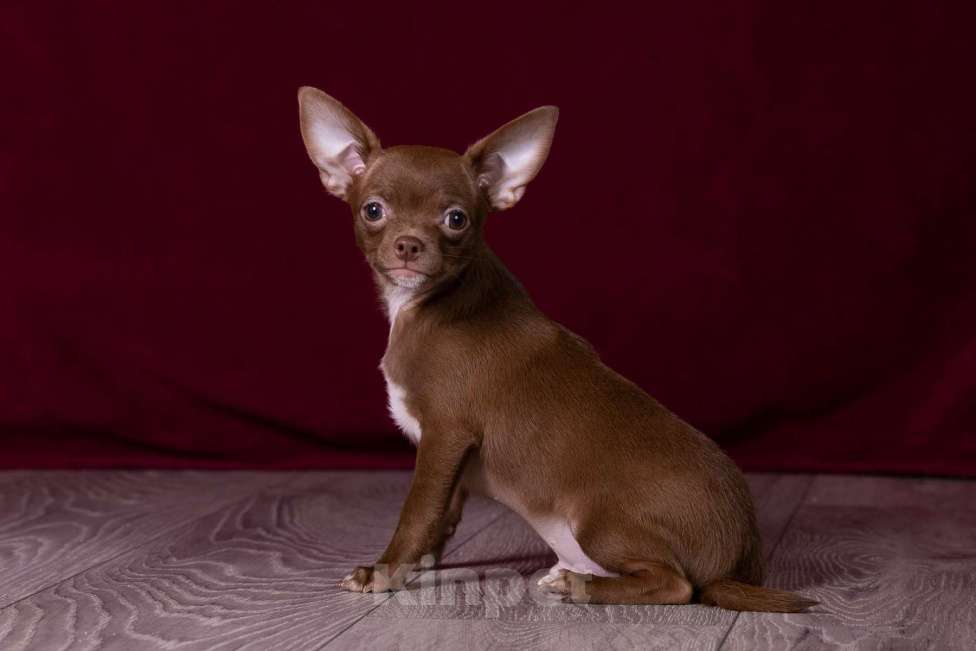 Собаки в Балашихе: Мальчик шоколадный чихуахуа  Мальчик, 35 000 руб. - фото 4