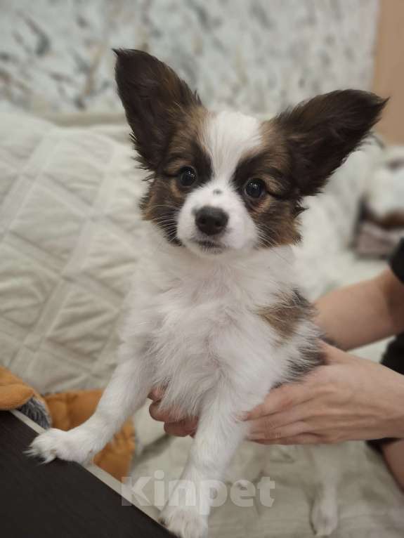 Собаки в Оренбурге: щенки папийона Девочка, 85 000 руб. - фото 4