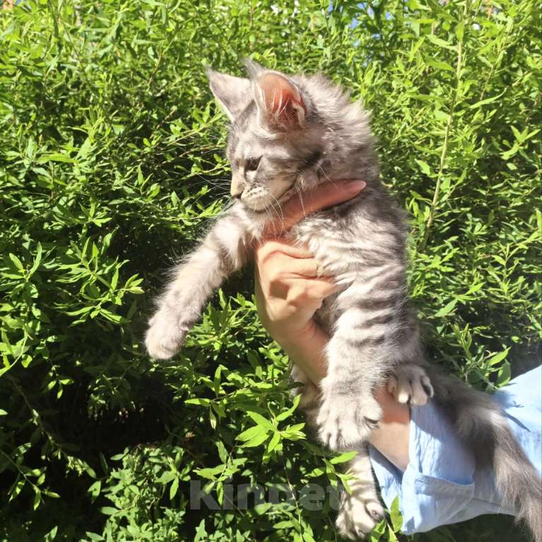 Кошки в Санкт-Петербурге: котенок Мейн кун из питомника Девочка, 80 000 руб. - фото 2