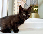Кошки в Москве: Котенок черная пантерка Изюминка в добрые руки  Девочка, Бесплатно - фото 9
