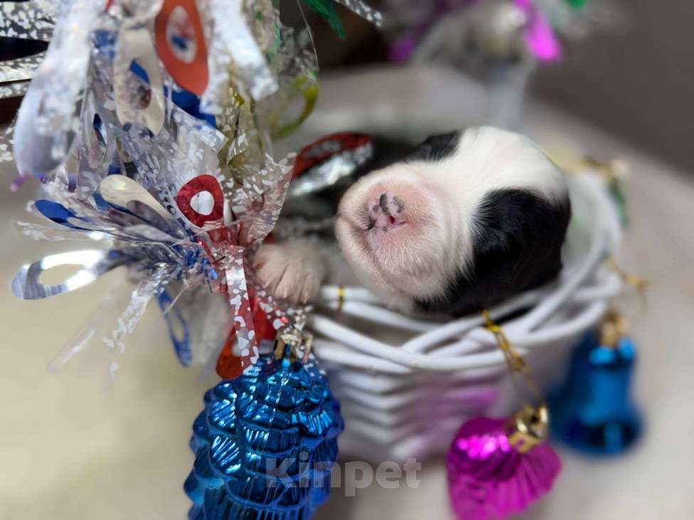 Собаки в других городах Московской области: Пятнышко, оригинальный триколор   Девочка, 100 000 руб. - фото 2