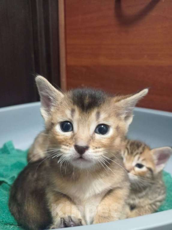 Кошки в других городах Московской области: Котята Чаузи, домашние тигриные львы Мальчик, 20 000 руб. - фото 5