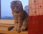 Кошки в Кемерово: Умная кошечка ищет дом Девочка, 10 руб. - фото 4