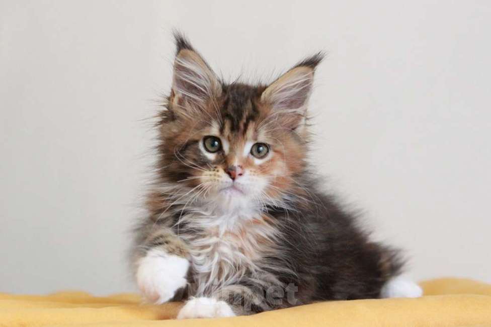 Кошки в Екатеринбурге: У всех хорошие, а у нас - лучшие! Alika Девочка, 25 000 руб. - фото 5