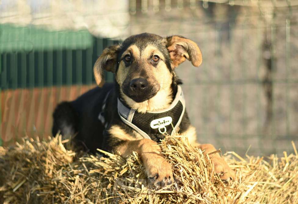 Собаки в Москве: щенок Чупа в добрые руки Девочка, Бесплатно - фото 3