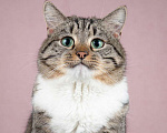 Кошки в Москве: Метис британской породы кот Бриз Мальчик, Бесплатно - фото 4