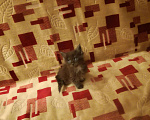 Кошки в Троицке: Котята мейн кун, 5 000 руб. - фото 4