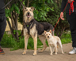 Собаки в Москве: Мальчик из приюта Боцман, добряк в дом Мальчик, 10 руб. - фото 3