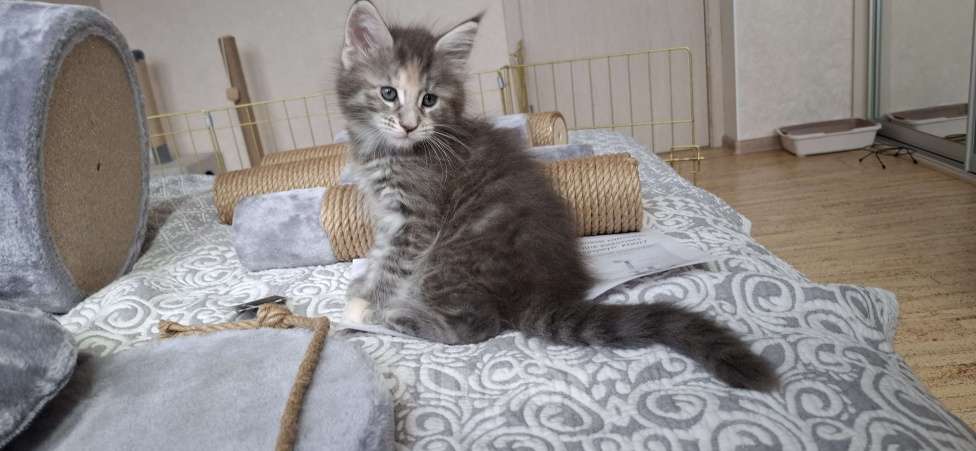 Кошки в Геленджике: Продаётся котёнок мейн-кун, девочка, серебристый окрас fs 24, из питомника EdenLight (Геленджик) Девочка, Бесплатно - фото 10