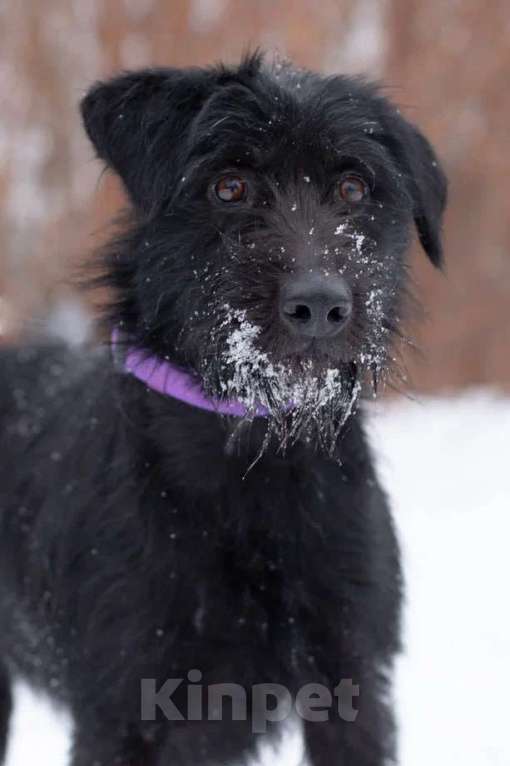 Собаки в Москве: Метис ягдтерьера, нежная девочка Марта в поисках дома, 3 года. Девочка, 1 руб. - фото 3