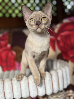 Бурманский котёнок