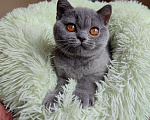 Кошки в Санкт-Петербурге: Британский котенок Девочка, 55 000 руб. - фото 1
