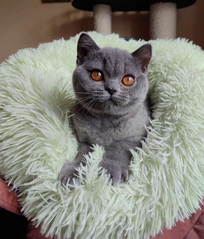 Кошки в Санкт-Петербурге: Британский котенок Девочка, 55 000 руб. - фото 1