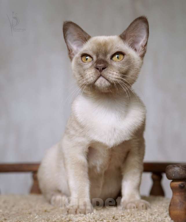 Кошки в Москве: Европейская бурма шоколадный мальчик Мальчик, Бесплатно - фото 2
