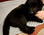 Собаки в Краснодаре: Черные звезды после фантастических родителей Мальчик, 65 000 руб. - фото 1