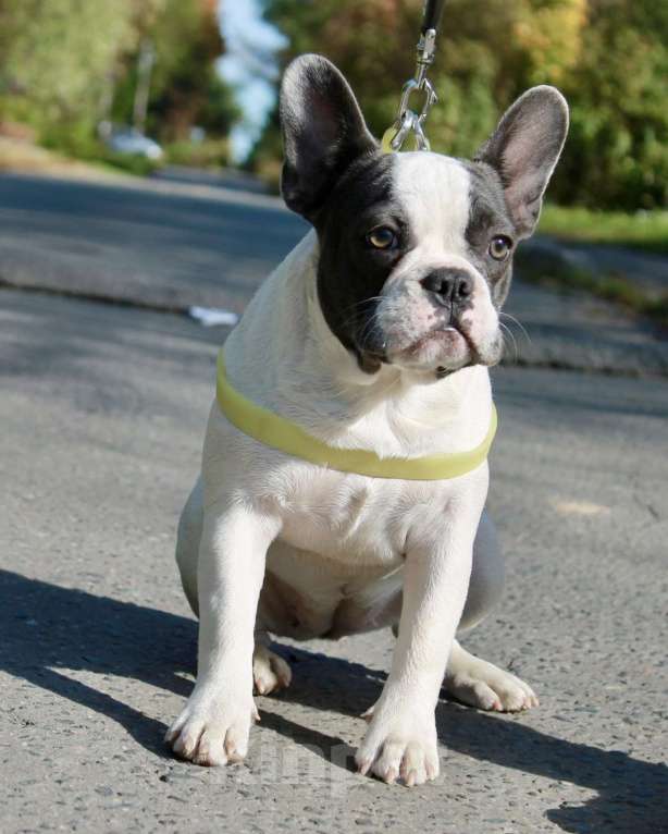 Собаки в Москве: Французская элита Девочка, 75 000 руб. - фото 8