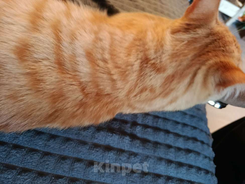 Кошки в Челябинске: Тайский котёнок Мальчик, Бесплатно - фото 3