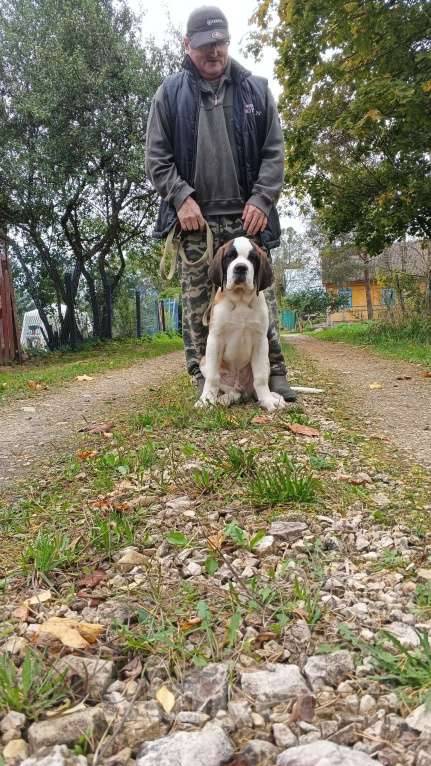 Собаки в Волосовом: Щенок сенбернара Мальчик, Бесплатно - фото 5