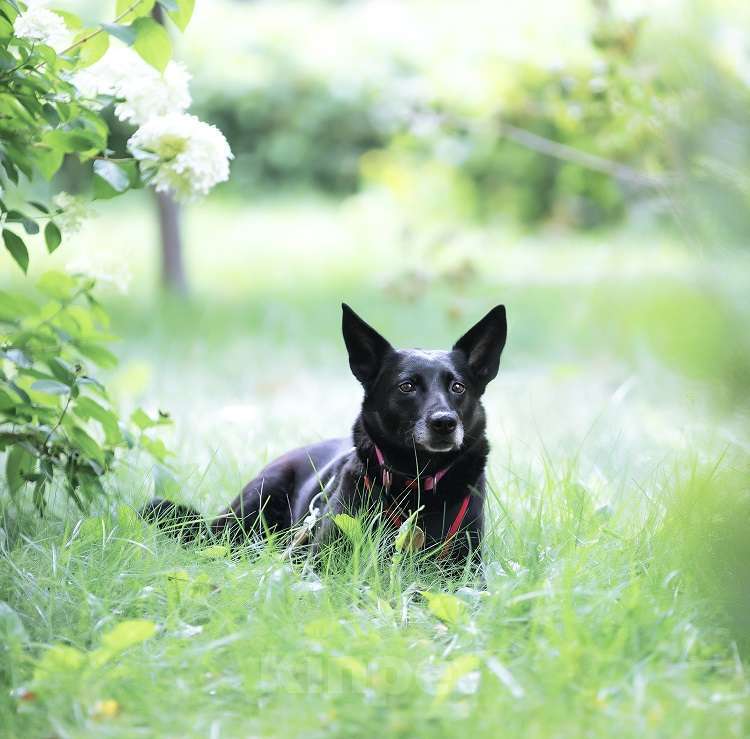 Собаки в Москве: Малышка Риджи ищет дом! Девочка, Бесплатно - фото 2