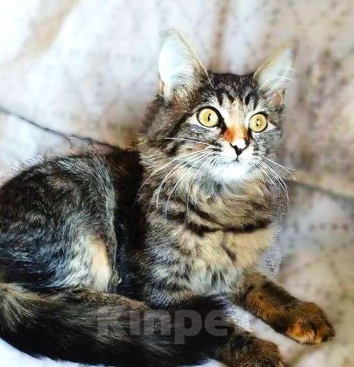 Кошки в Москве: Пушистая ласковая Клепа Девочка, 10 руб. - фото 2