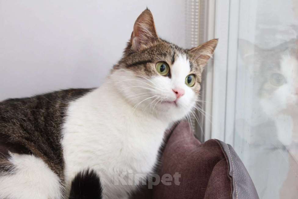 Кошки в Москве: КИКИ — нежная кошечка с глазами цвета весны 💚 Девочка, Бесплатно - фото 5