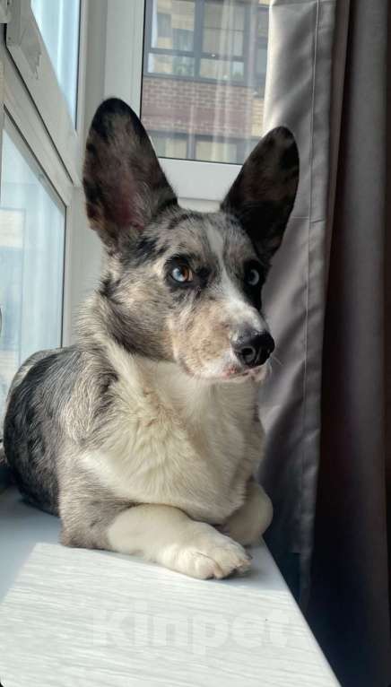 Собаки в Мытищах: Вязка Корги Кардиган(Юный Чемпион России) Мальчик, Бесплатно - фото 7