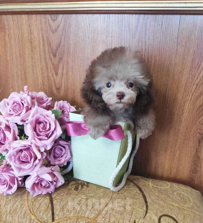 Собаки в Севастополе: Пудель той Мальчик, 50 000 руб. - фото 2