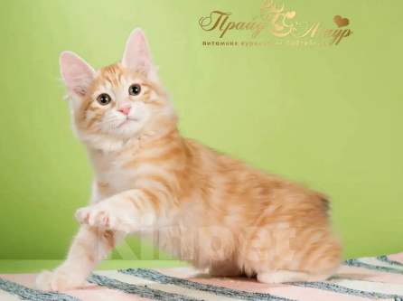 Кошки в Москве: Кошечка Маняша Девочка, Бесплатно - фото 1