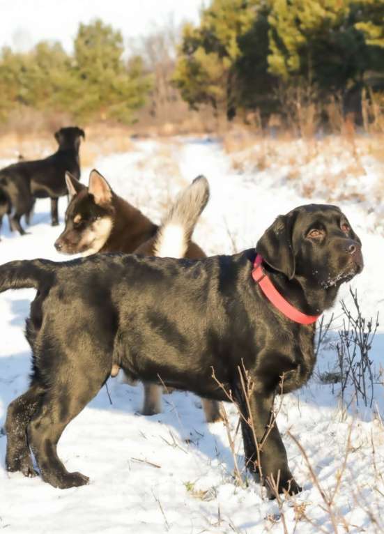 Собаки в Уфе: Щенок лабрадор ретривер  Мальчик, Бесплатно - фото 1
