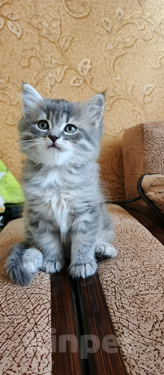 Кошки в Севастополе: Шотландский котёнок Мальчик, 15 000 руб. - фото 1