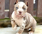 Собаки в других городах Московской области: Американский. Булли девочки Девочка, 130 000 руб. - фото 3