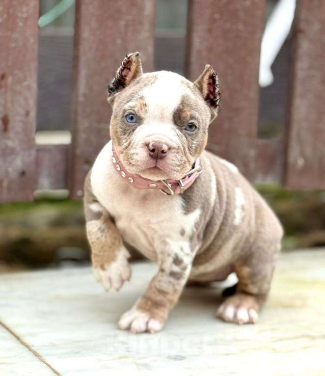Собаки в других городах Московской области: Американский. Булли девочки Девочка, 130 000 руб. - фото 3