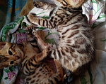 Кошки в Гатчине: Продажа котят бенгала Мальчик, 1 руб. - фото 7