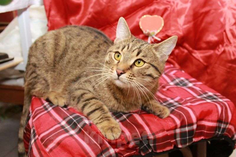 Кошки в Москве: Сима — сладкий пряник. Молодая кошечка в добрые руки. Девочка, Бесплатно - фото 2