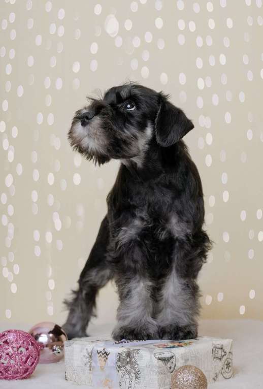 Собаки в Новосибирске: Щенки цвергшнауцера Девочка, 55 000 руб. - фото 8