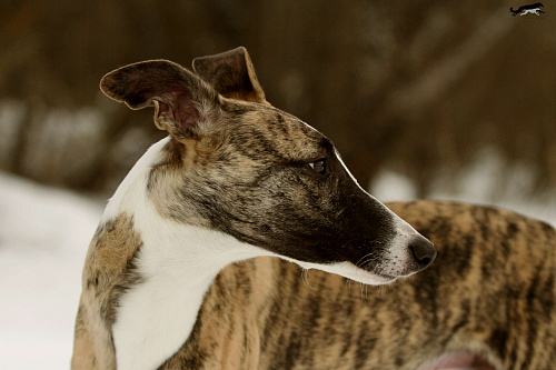 Тигровый уиппет