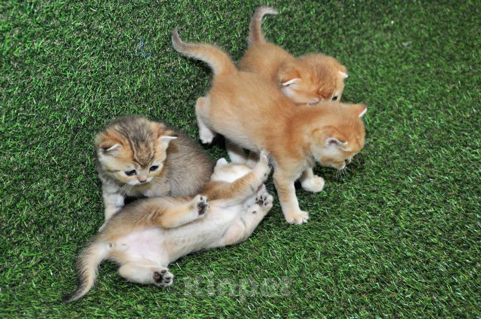 Кошки в Сургуте: Шотландский вислоухий котёнок золотая шиншилла Мальчик, 35 000 руб. - фото 3