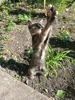 Отдам котенка в добрые руки