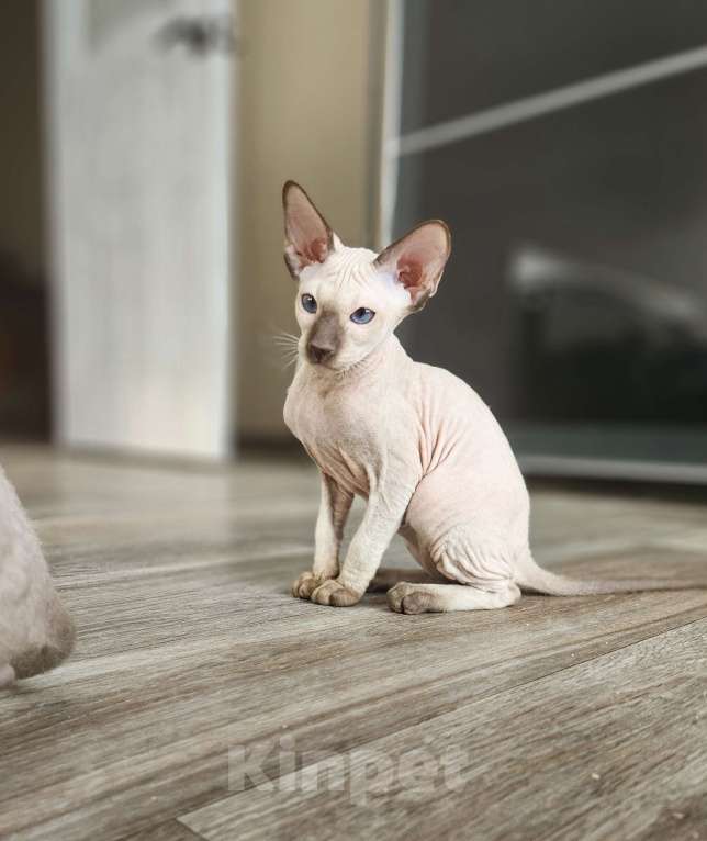 Кошки в Перми: Котенок Петерболд Девочка, 60 000 руб. - фото 4