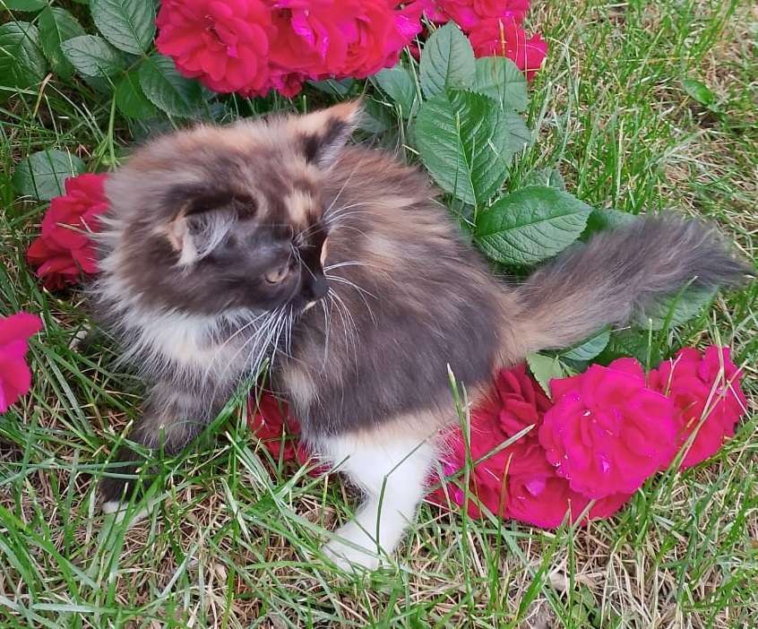 Кошки в Москве: Трехцветный пушистый котенок Девочка, Бесплатно - фото 4