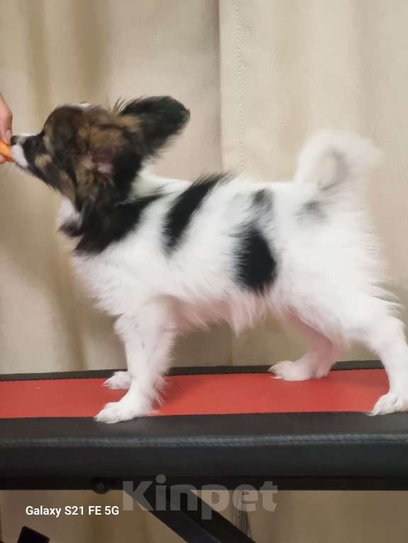 Собаки в Чите: Щенок папийона Девочка, 60 000 руб. - фото 3