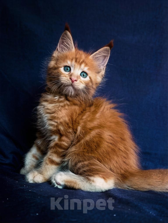 Кошки в Москве: Котята Мейн Кун Мальчик, 50 000 руб. - фото 2