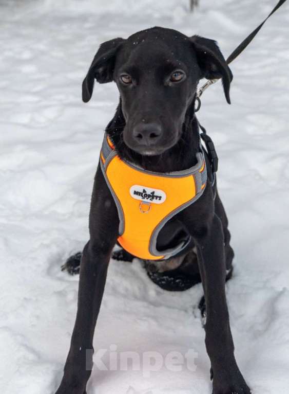 Собаки в Москве: Метис Лора ищет дом Девочка, Бесплатно - фото 8