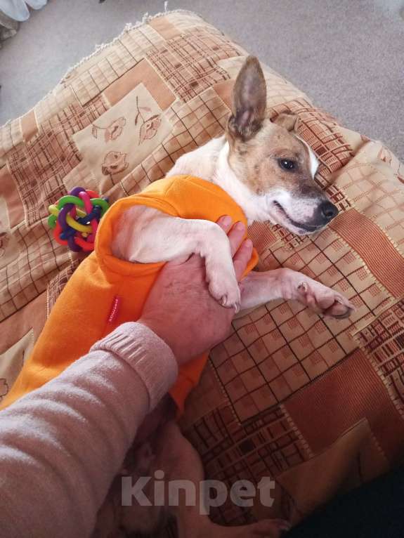 Собаки в других городах Московской области: Найденыш Девочка, Бесплатно - фото 3