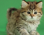 Кошки в Долгопрудном: Сибирский котята из питомника Баюн Сибири  Мальчик, 40 000 руб. - фото 2