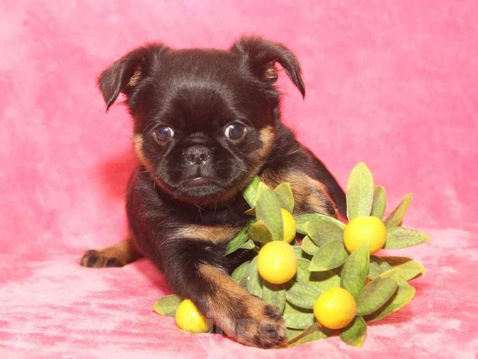 Собаки в Санкт-Петербурге: Красивая девочка  Девочка, 80 000 руб. - фото 9